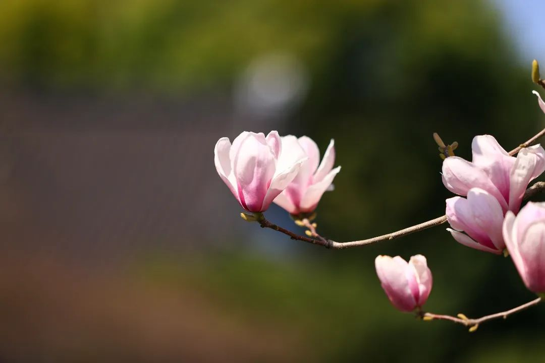 af0238ad-13f9-41ee-b37d-fddeaf4e49ca.png